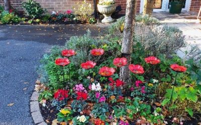 A splash of winter colour